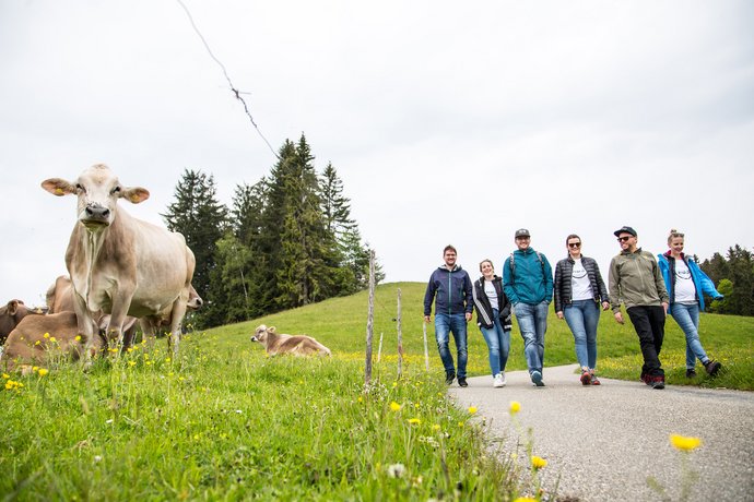 Wandergruppe in alpiner Landschaft AB3 Kollegen beim Wandern in den Alpen mit Kühen