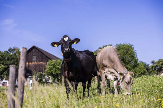 Kühe beim Grasen Zwei Kühe grasen auf einer Weide, im Hintergrund ein Bauernhaus und Bäume.