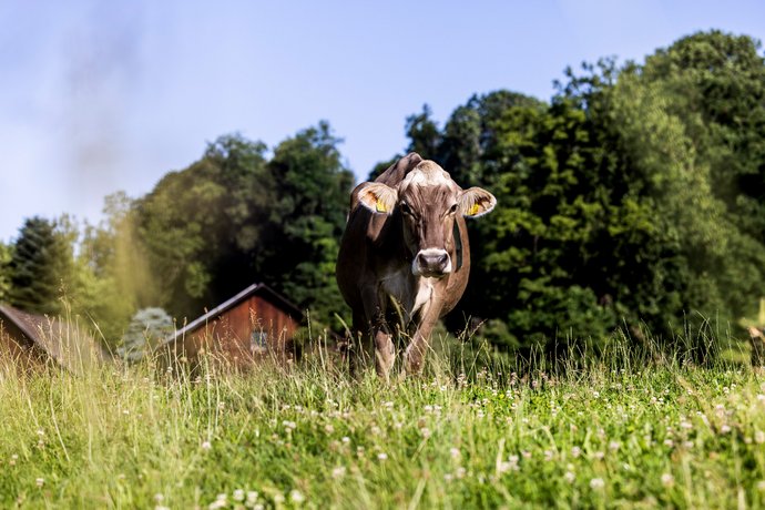 Kuh auf der Weide Eine Kuh steht auf einer Weide, im Hintergrund eine Scheune sowie Wald.